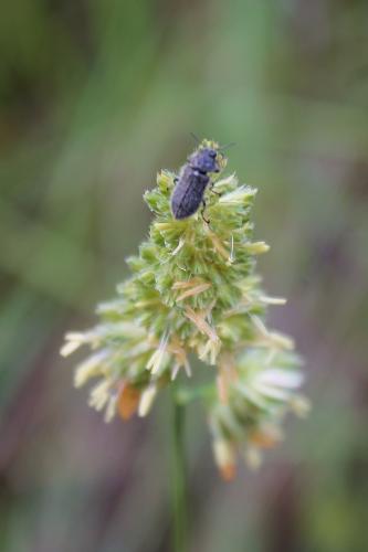 Enicopus sp.